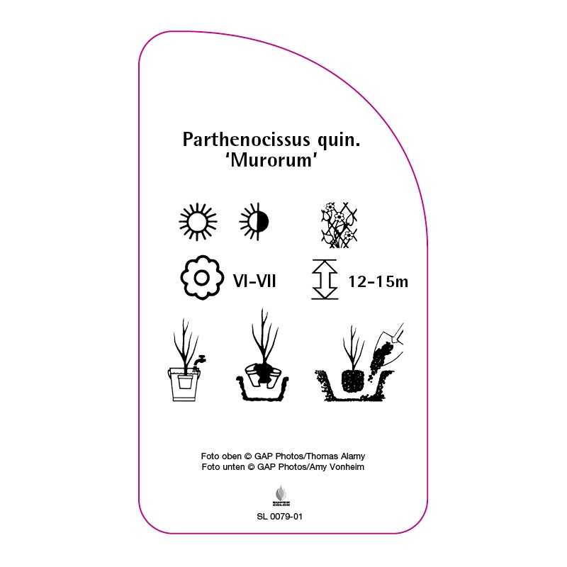 parthenocissus-quin-murorum-0