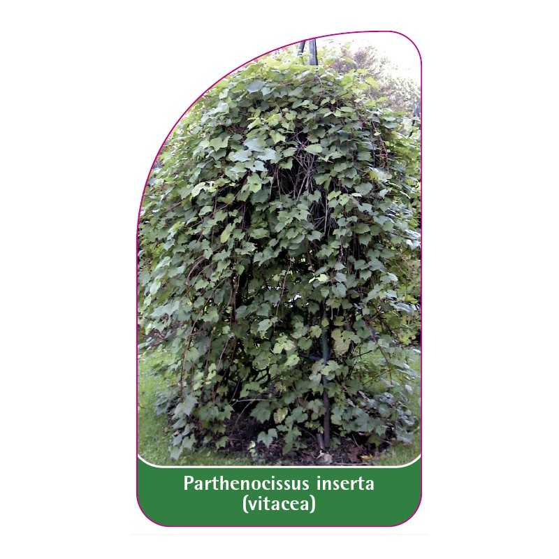 parthenocissus-inserta-vitacea1