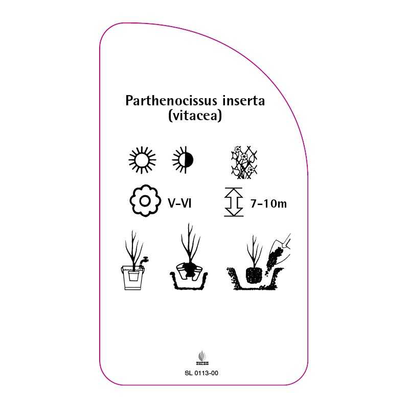 parthenocissus-inserta-vitacea0