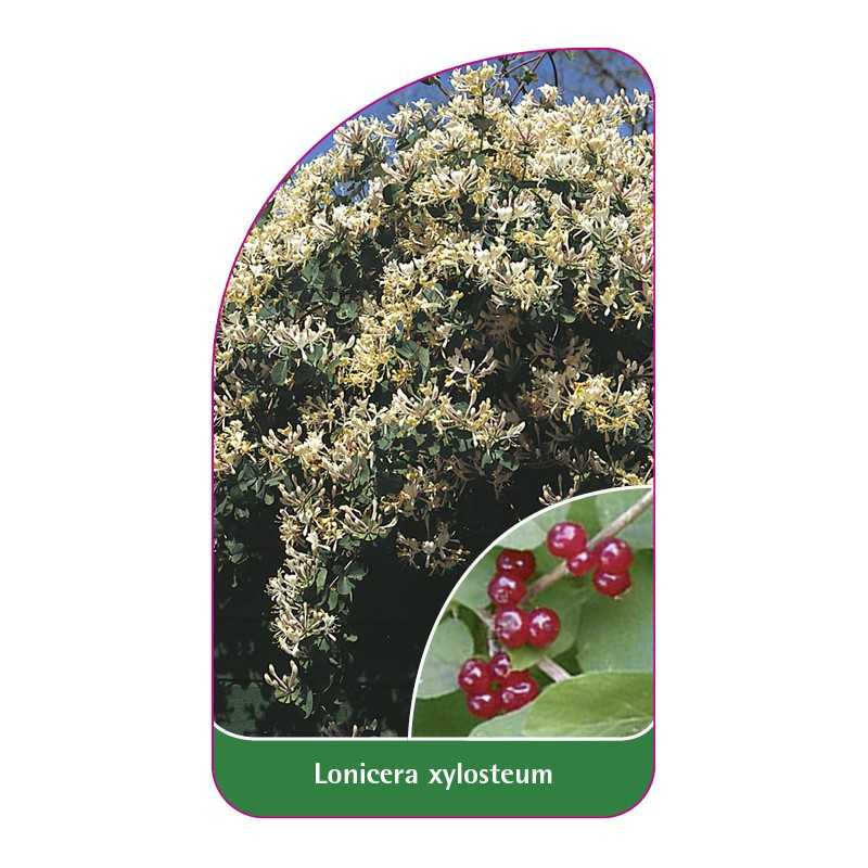 lonicera-xylosteum1
