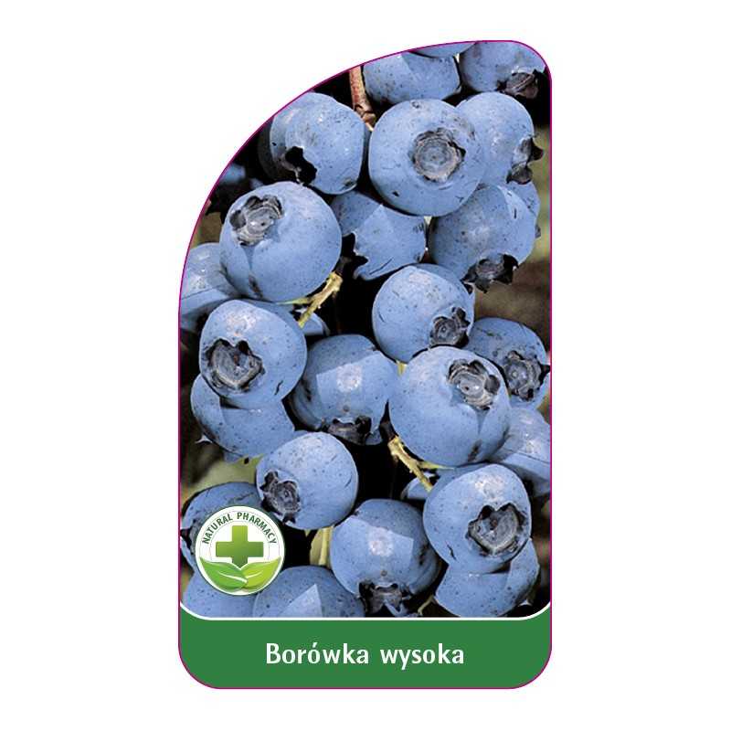 borowka-wysoka-a-standard1