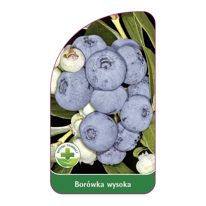 borowka-wysoka-b-standard1