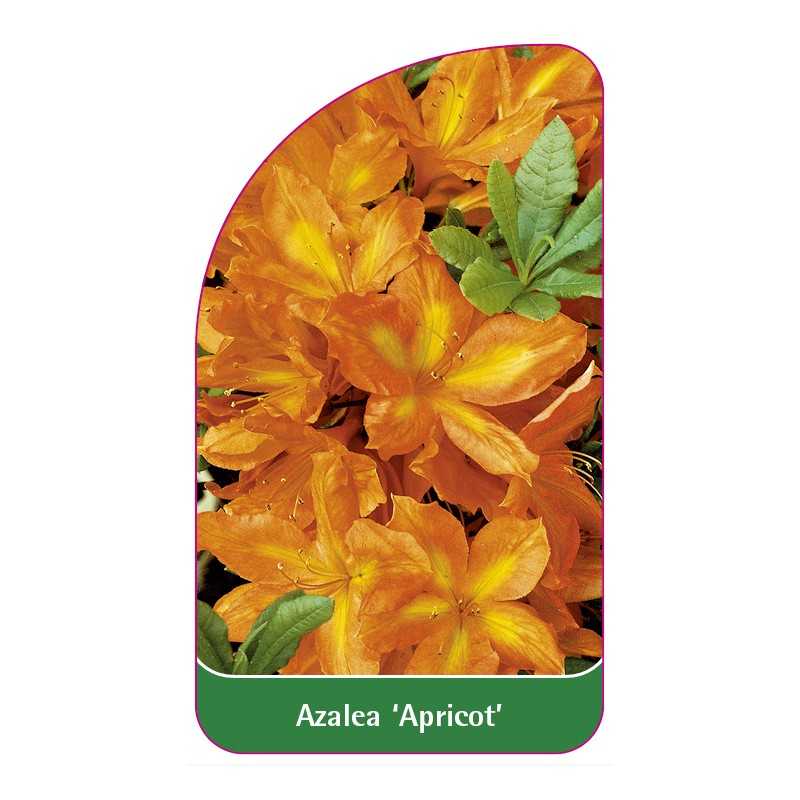 azalea-apricot-b1