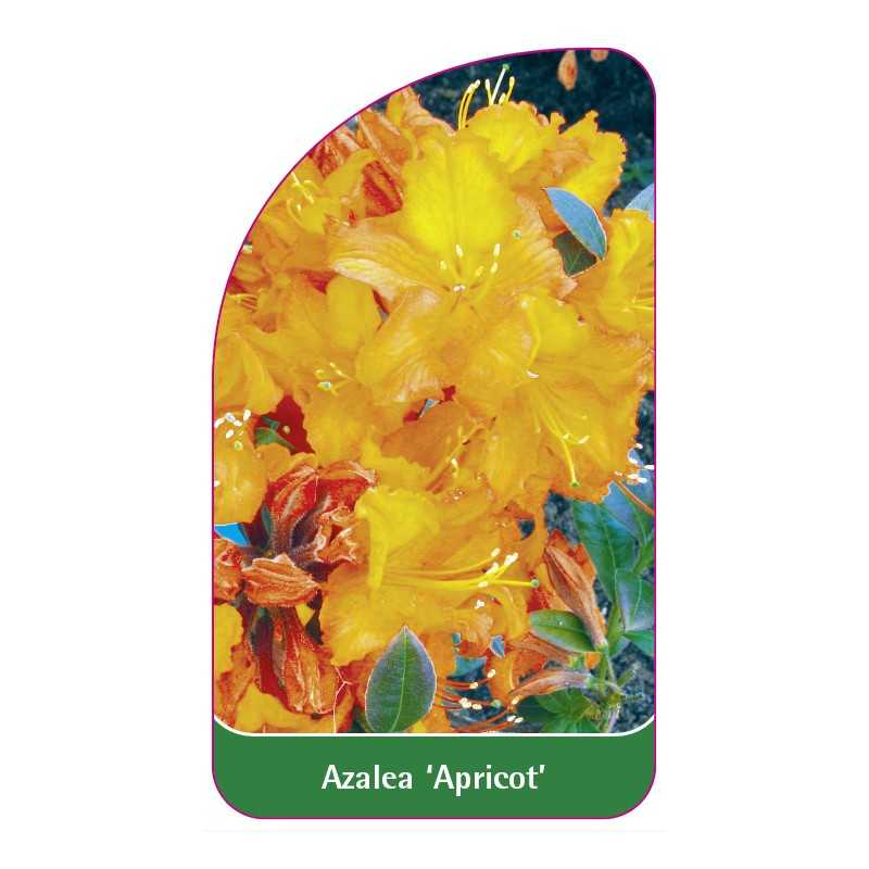 azalea-apricot-a1