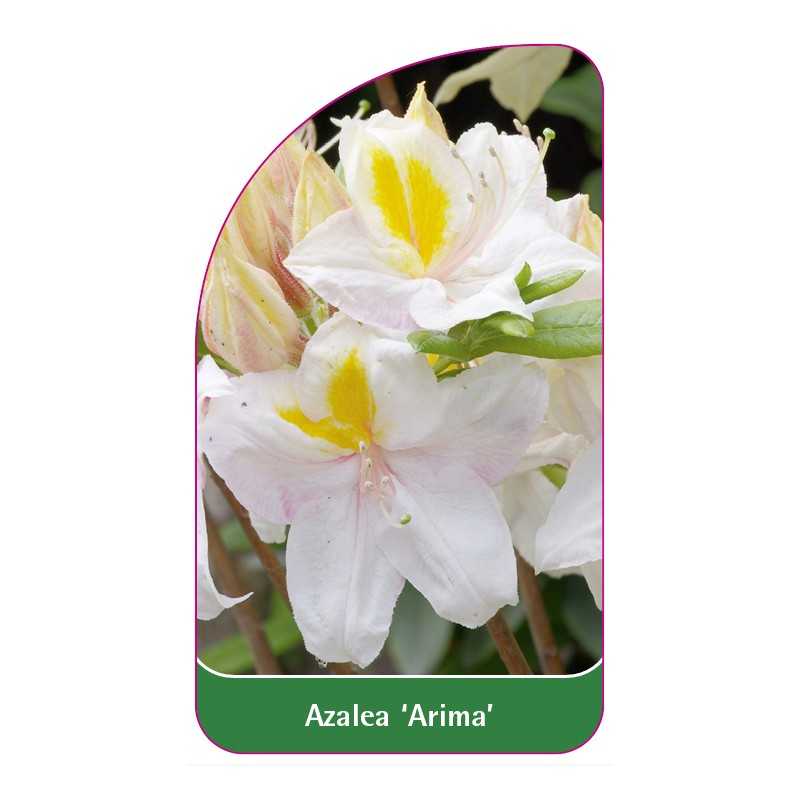 azalea-arima-1
