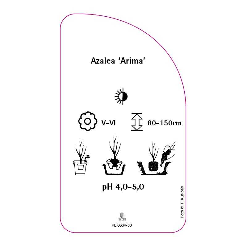 azalea-arima-0