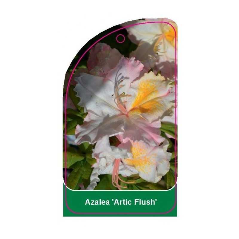 azalea-artic-flush-a1
