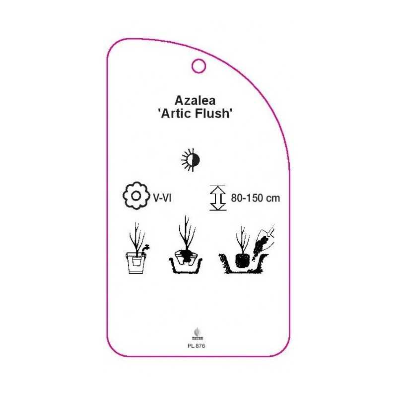 azalea-artic-flush-a0