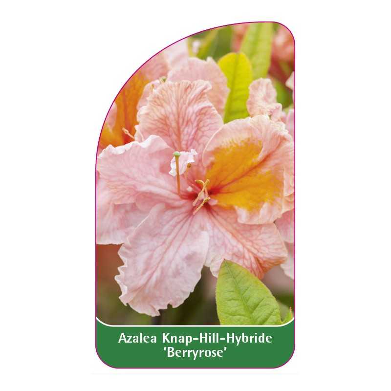 azalea-berryrose-b1
