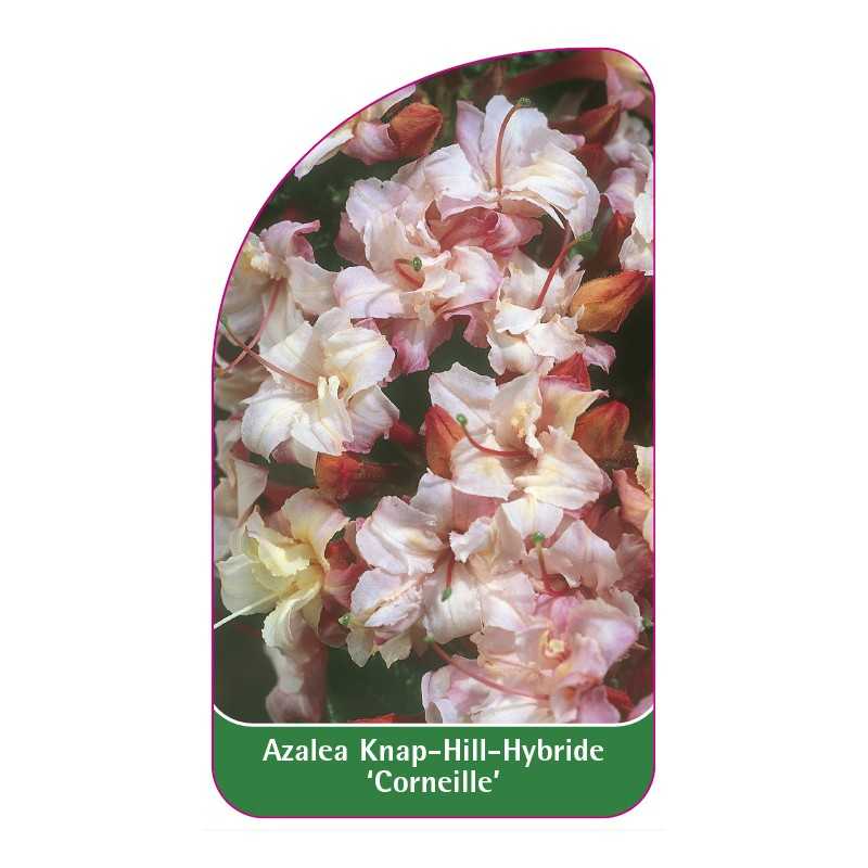 azalea-corneille-1
