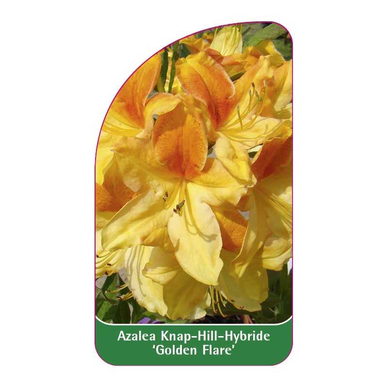 azalea-golden-flare-a1