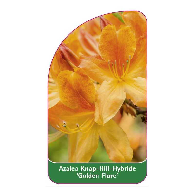 azalea-golden-flare-b1