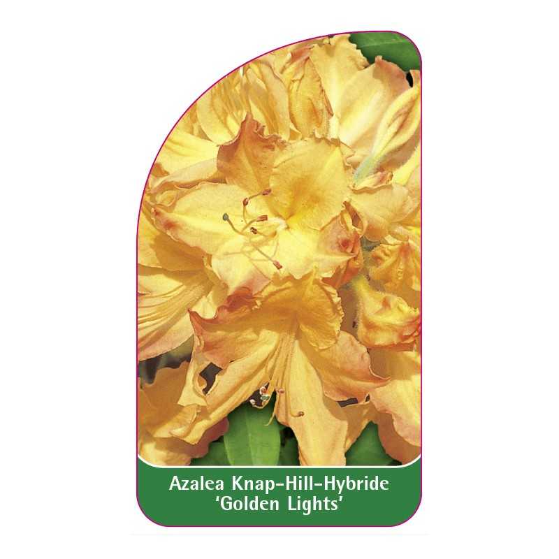 azalea-golden-lights-1