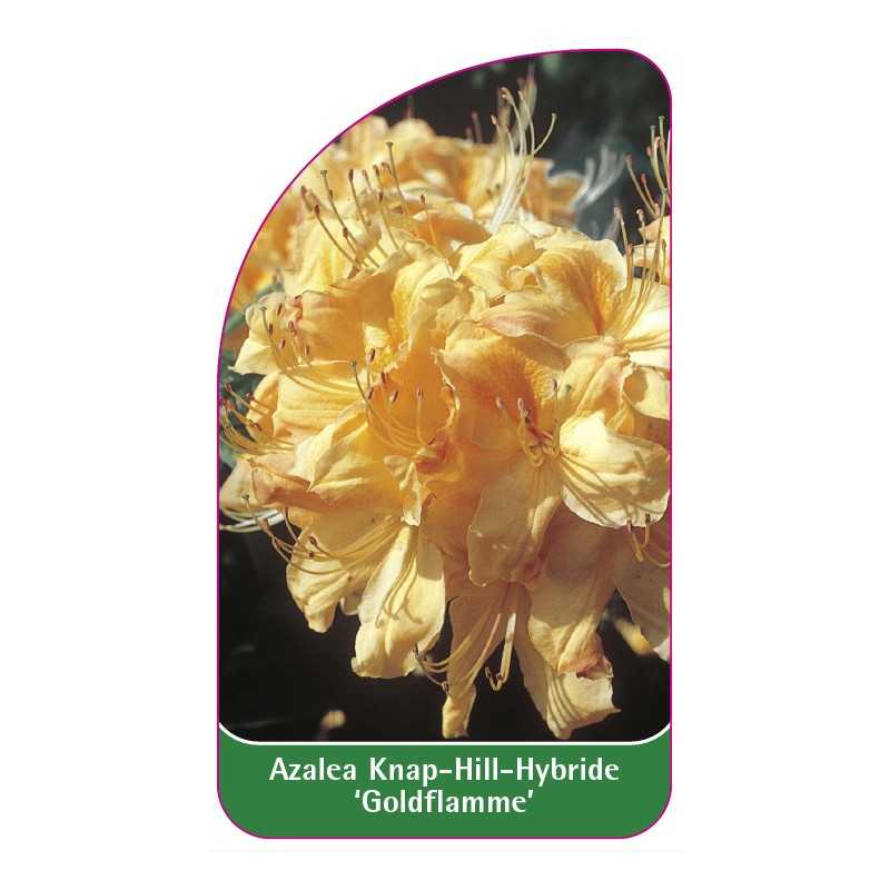 azalea-goldflamme-a1