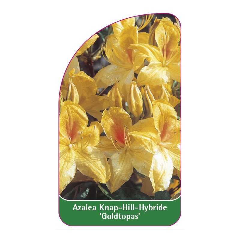 azalea-goldtopas-1