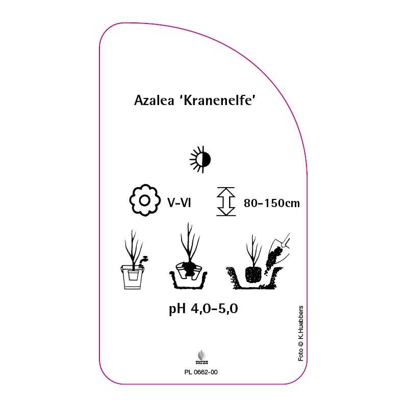 azalea-kranenelfe-0