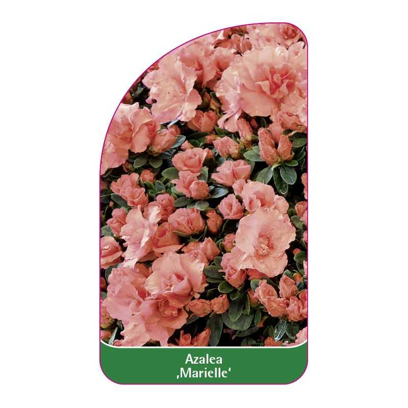 azalea-marilee-1