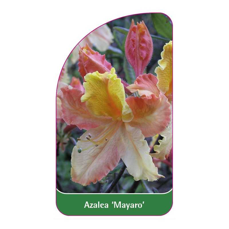 azalea-mayaro-1