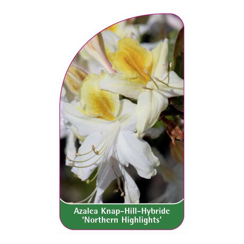 azalea-northern-highlight-1