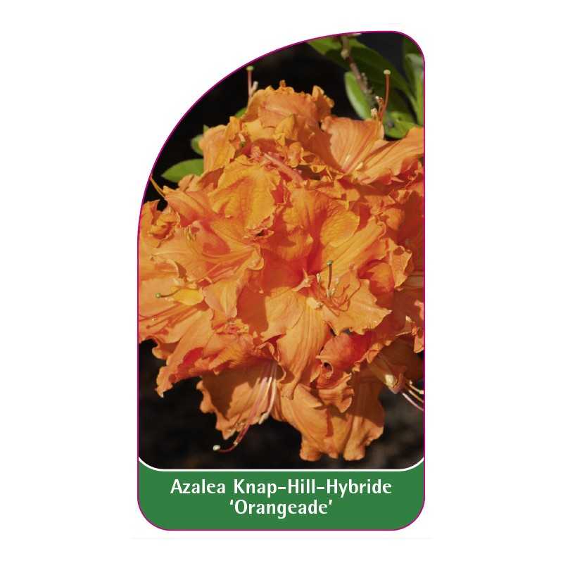 azalea-orangeade-1