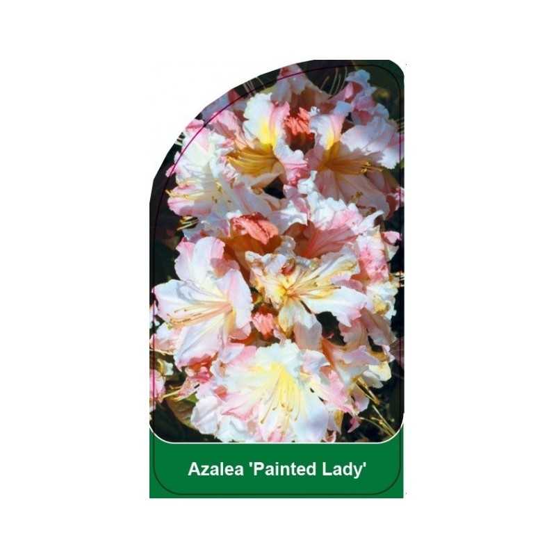 azalea-painted-lady-1