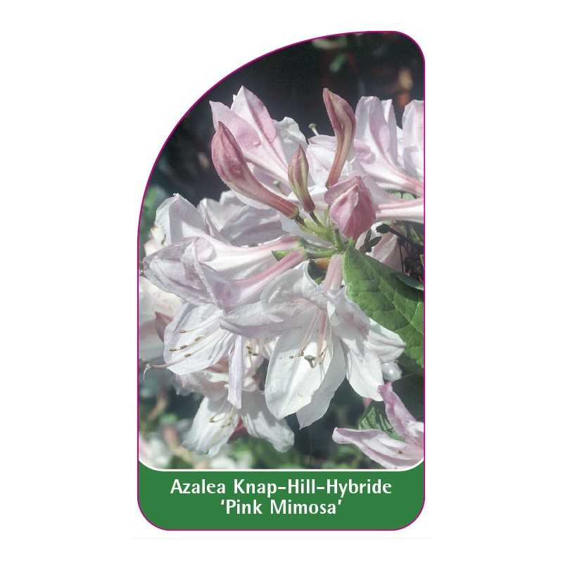 azalea-pink-mimosa-1