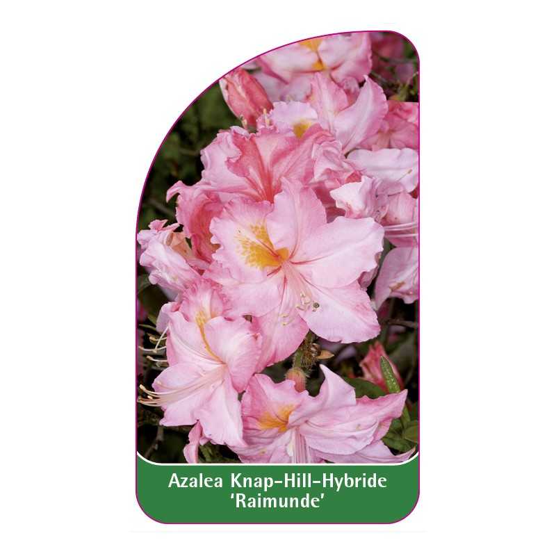 azalea-raimunde-1