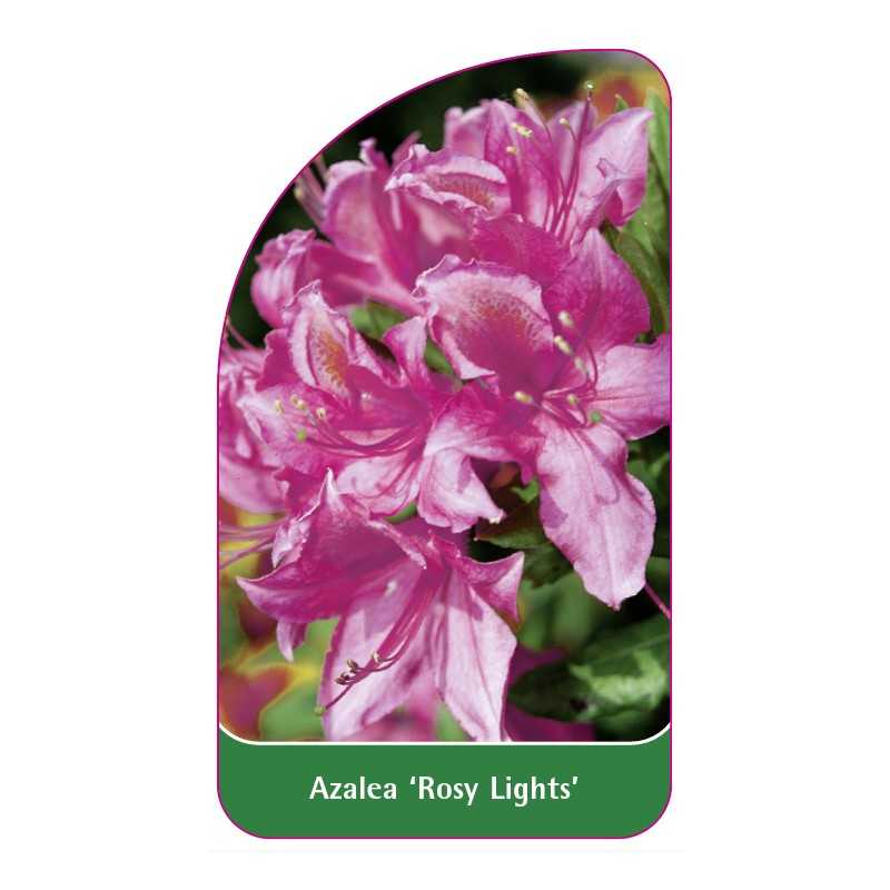 azalea-rosy-lights-1