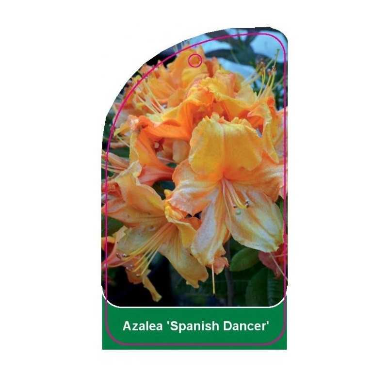 azalea-spanish-dancer-a1