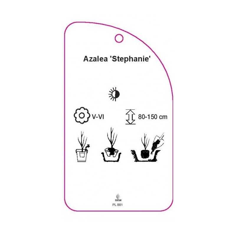 azalea-stephanie-0