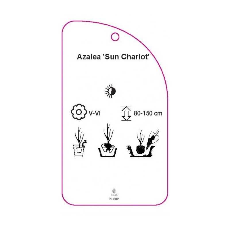 azalea-sun-chariot-0