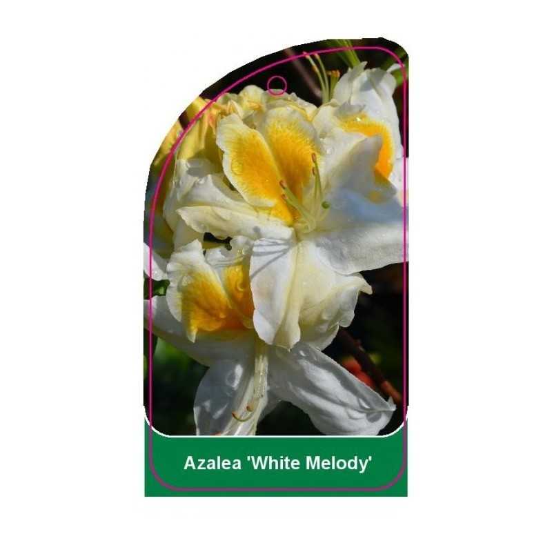 azalea-white-melody-1