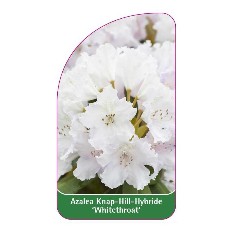 azalea-whitethroat-1
