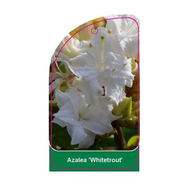 azalea-whitetrout-1