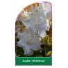 azalea-whitetrout-1