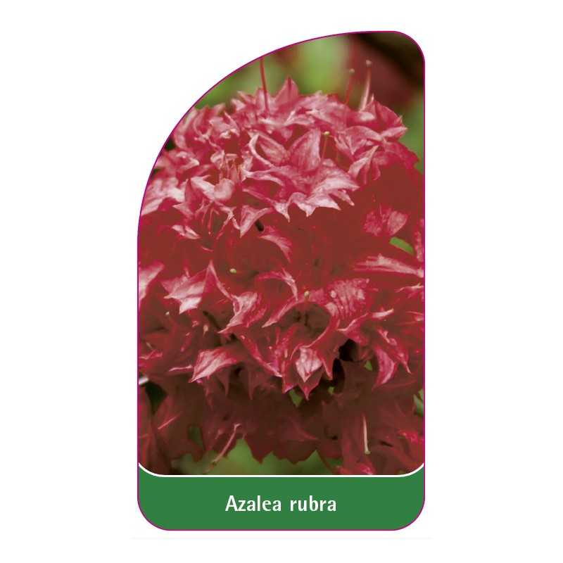 azalea-rubra1