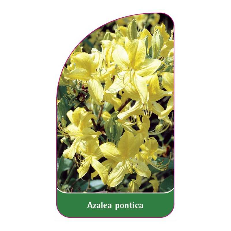 azalea-pontica-gelb-a1