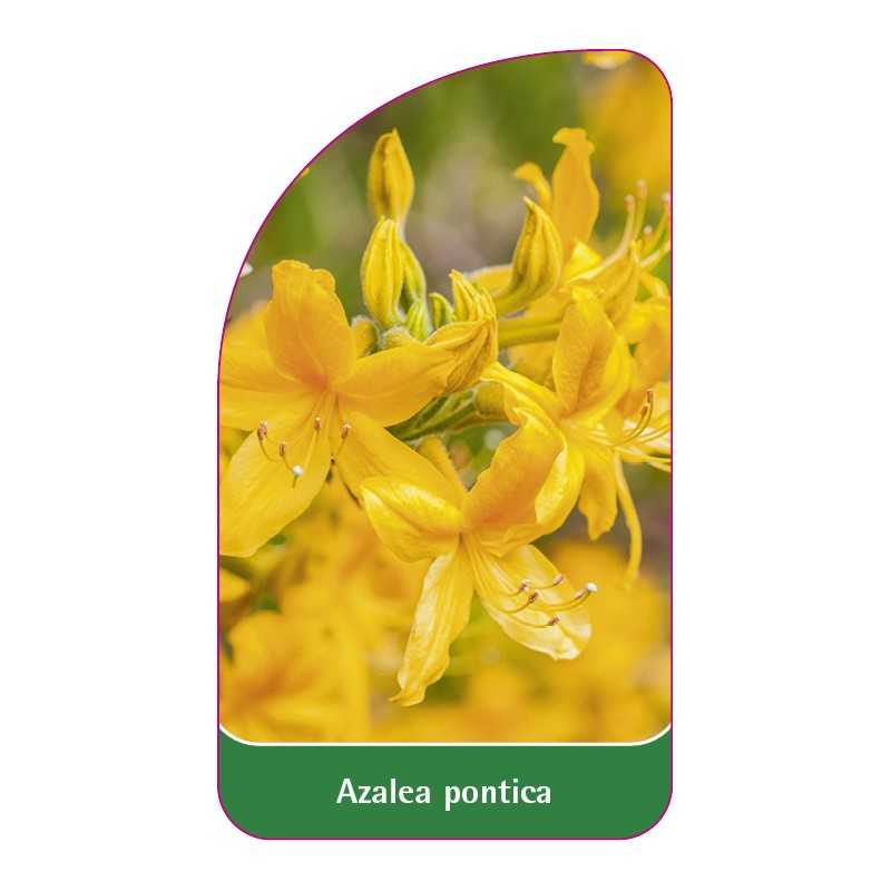 azalea-pontica-gelb-b1