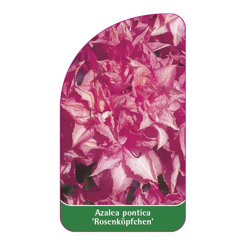 azalea-pontica-rosenkopfchen-standard1