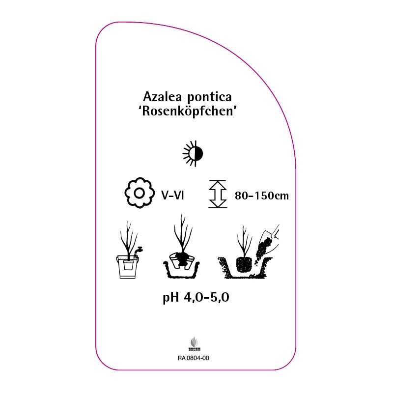 azalea-pontica-rosenkopfchen-standard0