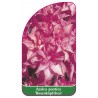 azalea-pontica-rosenkopfchen-mini1