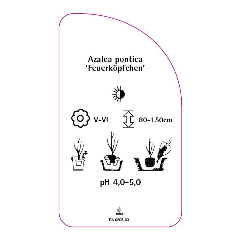 azalea-pontica-feuerkopfchen-standard-b0