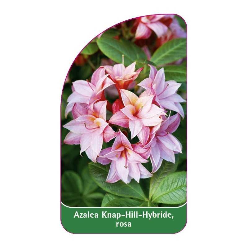 azalea-knap-hillrosa1