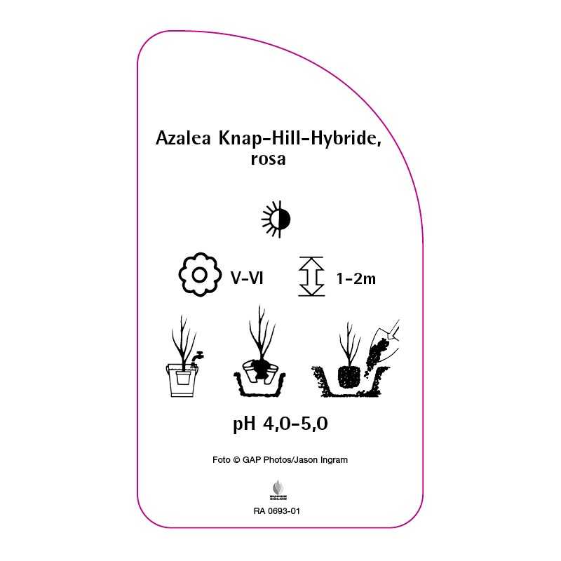 azalea-knap-hillrosa0