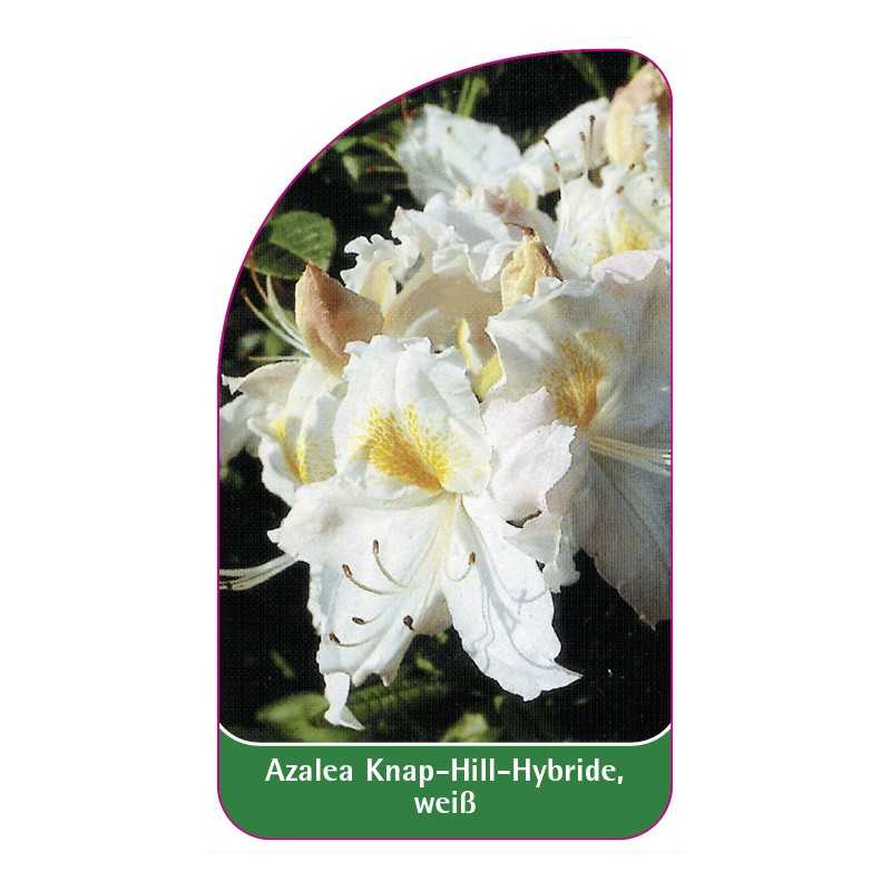 azalea-knap-hillweiss1