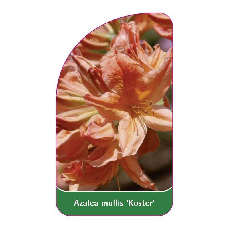 azalea-mollis-koster-1