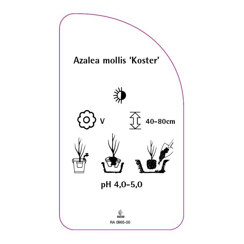 azalea-mollis-koster-0