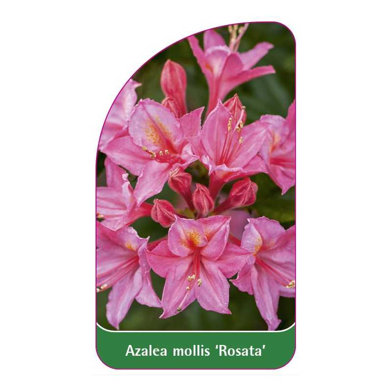 azalea-mollis-rosata-1