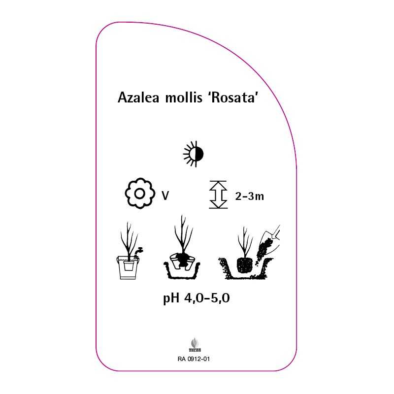 azalea-mollis-rosata-0