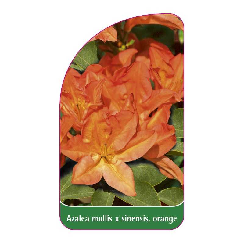 azalea-mollis-x-sinensis-orange1